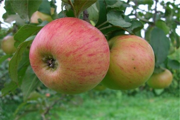 Медуница яблоня: описание правил подбора сорта