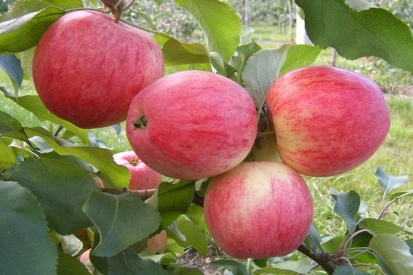Яблоня Медуница: описание, фото плодоношения