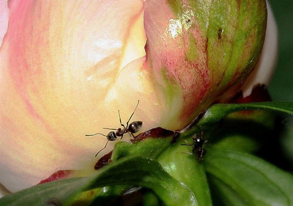 муравьи на пионах