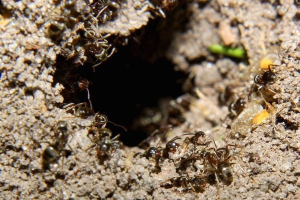 муравьи на участке