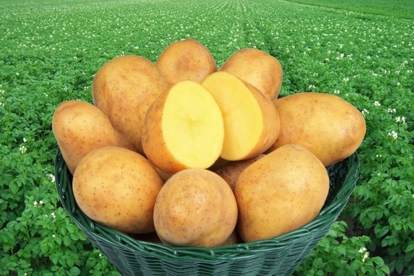 Какие сорта картофеля выращивают в ленинградской области?