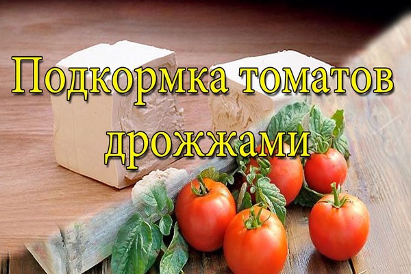 Подкормка помидор дрожжами в открытом грунте + отзывы