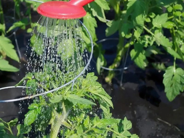поливать помидоры