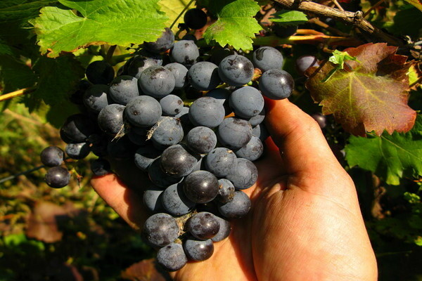 ранние сорта винограда