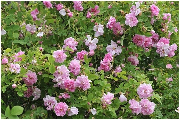 Дамасская роза: фото, описание самых известных разновидностей