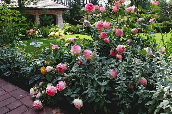 Розы Шрабы сорта: инструкция по правильному выращиванию и уходу
