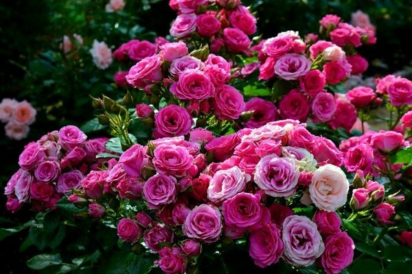 Розы Спрей: описание сорта