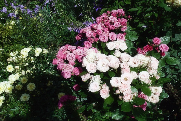 Розы Спрей: описание правильной посадки растения