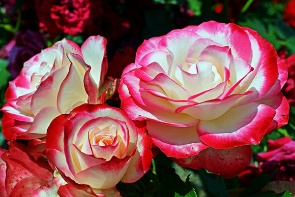 Лучшие Сорта Роз Фото