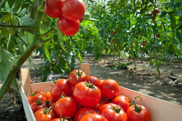 подкормка томатов борной кислотой