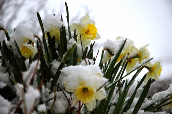 однолетние цветы под зиму