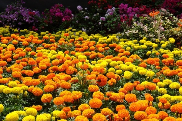 цветы бархатцы