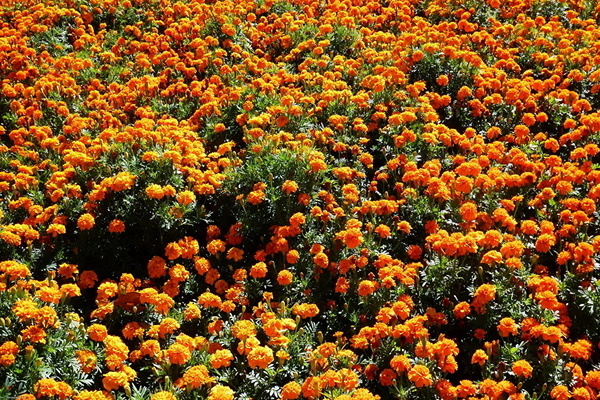 цветы бархатцы