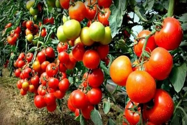 удобрение сударушка +для томатов отзывы цена