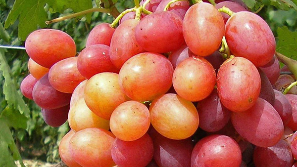 виноград анюта