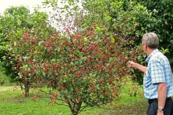 выращивание вишни