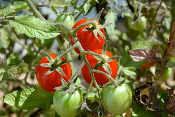 внекорневая подкормка томатов