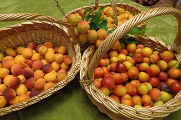 выращивание абрикоса 