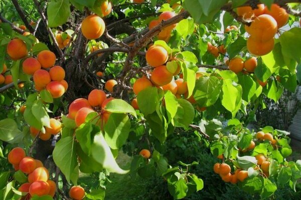 выращивание абрикоса 