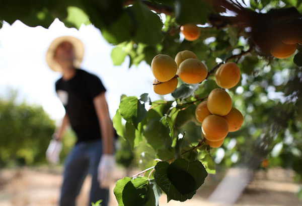 выращивание абрикосов