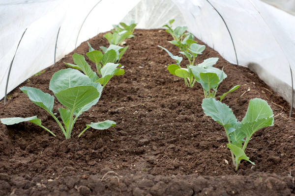 выращивание капусты