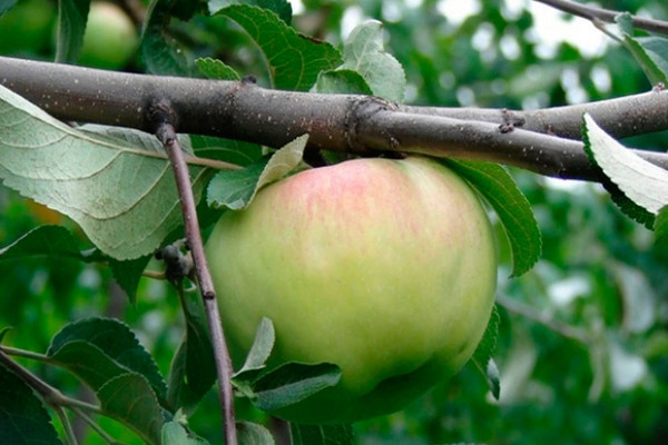 Яблоня богатырь посадка и уход в открытом грунте