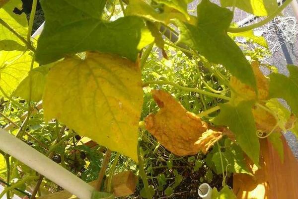 Почему желтеют листья у огурцов: устранение неблагоприятных условий