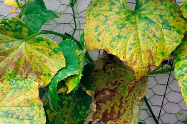 Желтеют листья у огурцов: естественные факторы