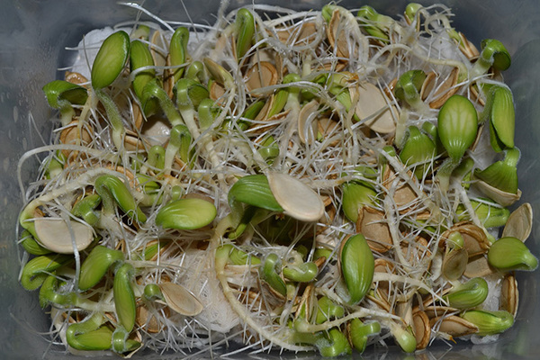 семена тыквы