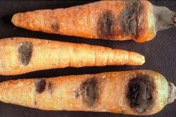 Болезни моркови: фото описание чёрной гнили (альтернариоза)