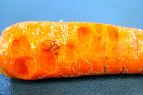 Болезни моркови: фото, описание и лечение мягкой бактериальной гнили