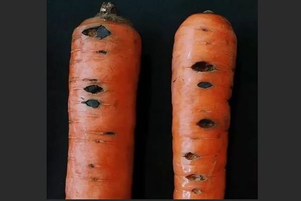 Болезни моркови: лечение питозной гнили корнеплода
