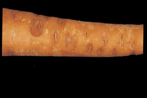 Болезни моркови: лечение фузариоза