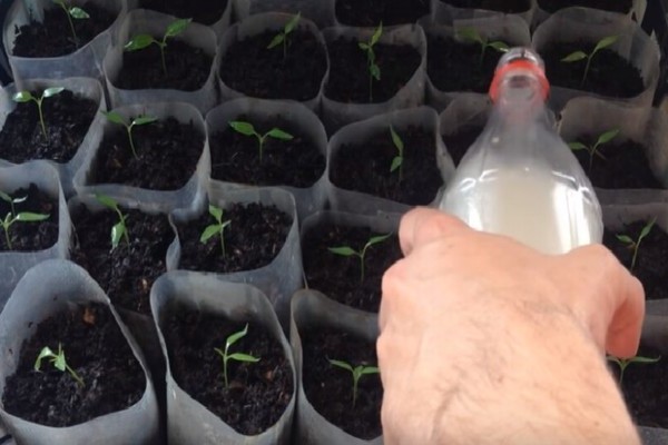 Чем подкормить рассаду перца для роста: как узнать, каких веществ не хватает перцам