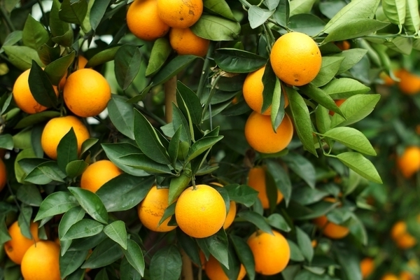 как растет апельсин