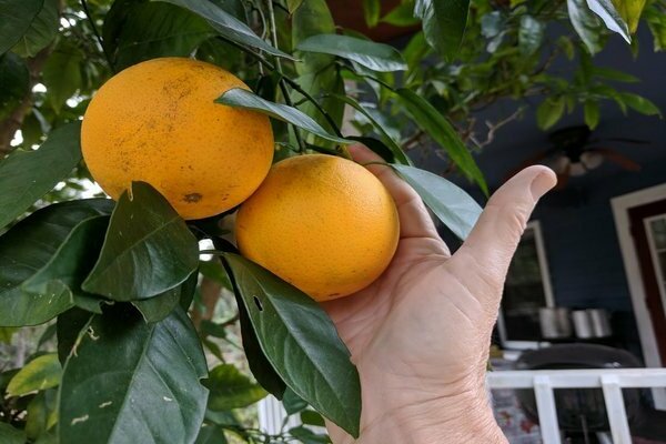 как растет апельсин в домашних условиях