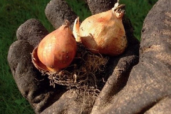 Как хранить луковицы тюльпанов