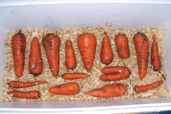 Хранение моркови  в хвойных опилках