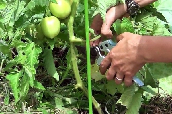 Как обрезать помидоры в теплице, открытом грунте: сроки