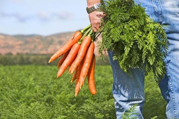 как полоть морковь легко и просто