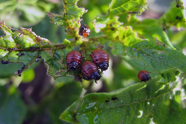 Чем обработать баклажаны от колорадского жука