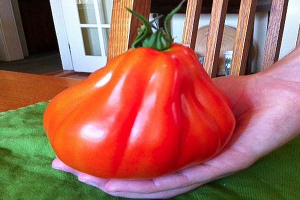 томаты гиганты