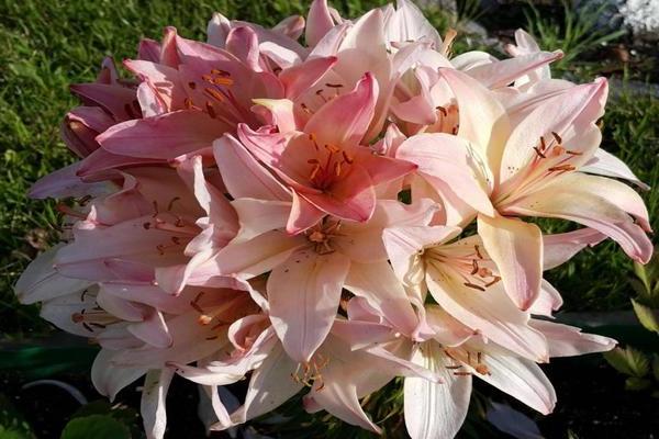 Лилия шаровидная: фото, подробная информация о растении