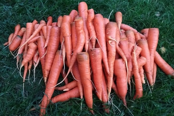 Морковь Королева осени: краткая характеристика сорта