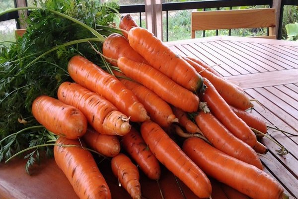 морковь самсон фото