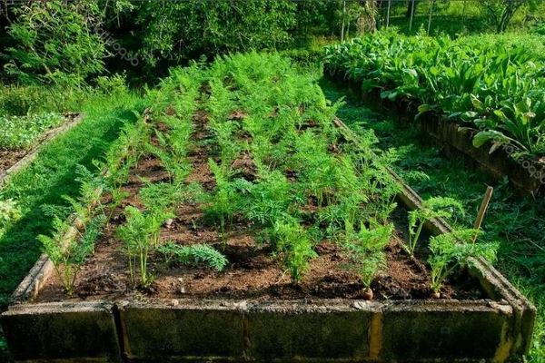 Выращивание моркови: почему увеличение расстояния также не является положительным решением