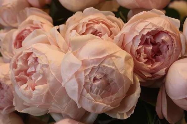 Пионовидные розы фото, главная информация о растении