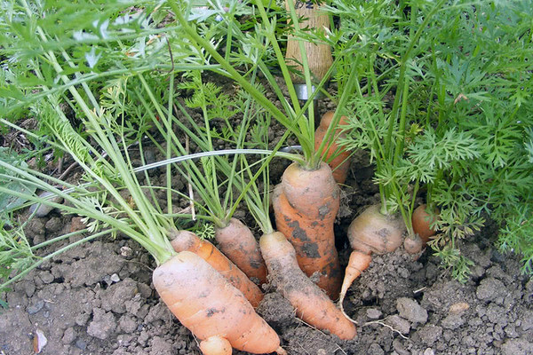 обработка моркови нашатырным спиртом