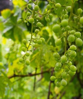 У винограда осыпается завязь причины меры по предотвращению