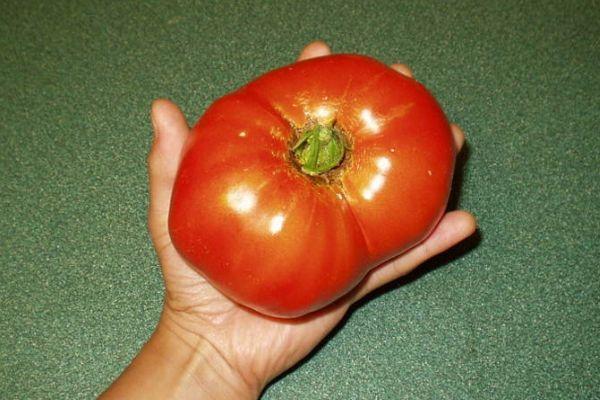 томат гигант